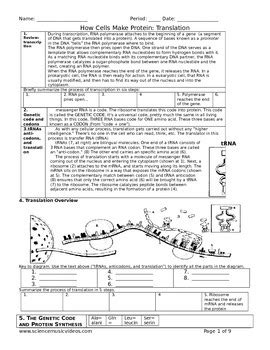 Image result for Protein Synthesis Practice Sheet the Genetic Code