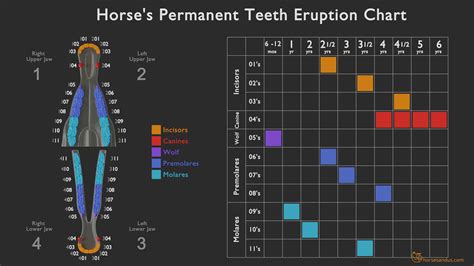 How to tell a horse's age by its teeth: Ultimate Guide