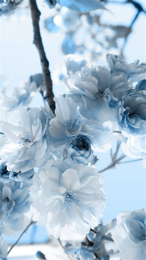 Light blue flowers - ailoki