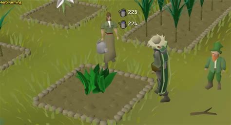Image result for OSRS Farming Run Guide