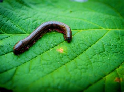 House Millipede Poisonous