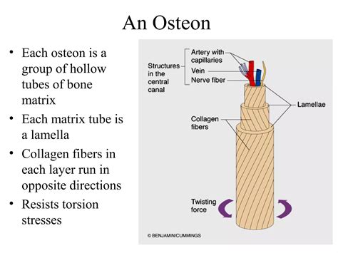 Skeletal system.pptnursing | PPT