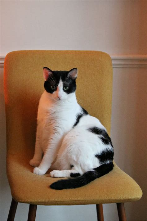 Image result for Cat Intelligence Test