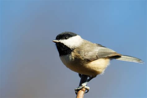 Massachusetts State Bird – Chickadee – 50States.com