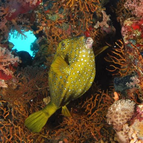 Image result for Boxfish Facts