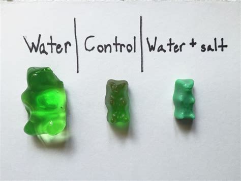 Gummy Bear Osmosis Lab Distilled Water at Cindy Jacobson blog