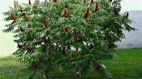 Sumac Tree Identification 的图像结果