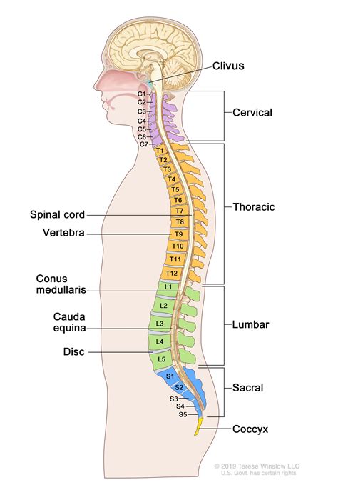 Definition of vertebral column - NCI Dictionary of Cancer Terms - NCI