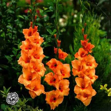 Supramentalised Receptivity : spiritual meaning of flower