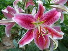 significato fiori giglio significato giglio significato fiori giglio linguaggio significato fiori giglio significato giglio significato fiori giglio linguaggio