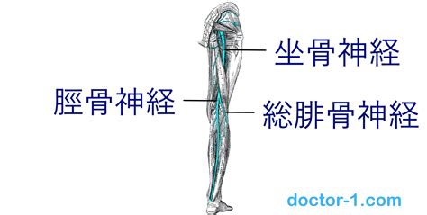 https://www.doctor-1.com/wp-content/uploads/2020/12/common-fibular-nerve1-1.jpg