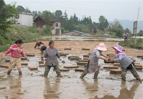 新华全媒+丨贵州：水稻育秧集中化 “流水线”上生产忙_腾讯新闻