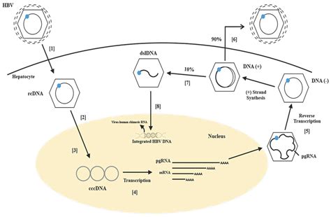 Viruses | Free Full-Text | HBV DNA Integration: Molecular Mechanisms ...