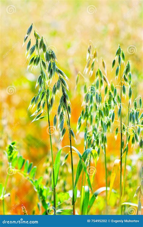 Seed Cereal Plant Oat Seed (lat. Avena Sativa) Stock Photo - Image of cultivated, close: 75495202