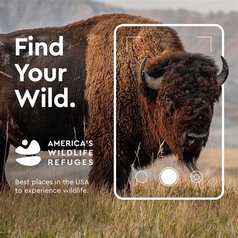 Find your wild-Bison | FWS.gov