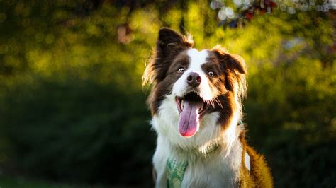 Wallpaper dog, pet, protruding tongue, cute hd, picture, image