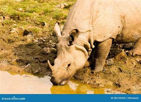 One Horned Rhino of Kaziranga. Editorial Stock Photo - Image of east ...