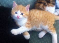 kitten for sale beautiful kitten for sale ipswich suffolk kitten for sale beautiful kitten for sale ipswich suffolk