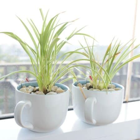 Image result for Plantlets Examples