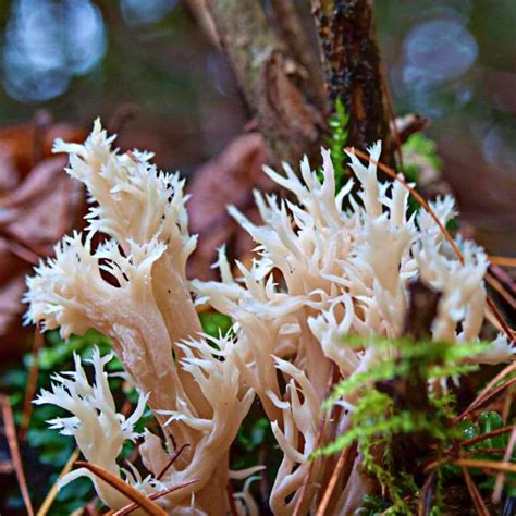 Coral Fungus Coral Fungi Comox Valley NatureComox Valley Nature