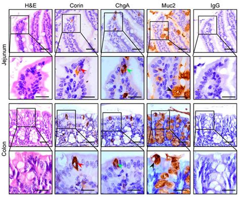 Biology | Special Issue : Emerging Roles for Proteolytic Enzymes in ...