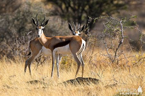Image result for Springbok No. 1