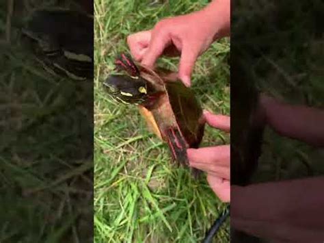 Image result for How to Catch Turtles