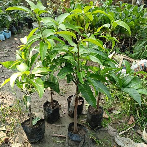 SITA BHOG Mango Plants – Haven plant