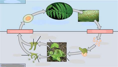 Image result for Fern Reproduction Cycle
