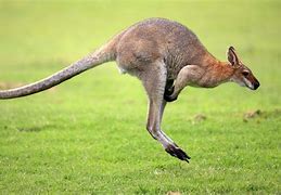 Image result for Kangaroo Hugging