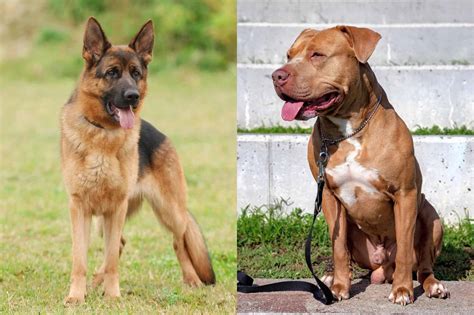 German Pit (German Shepherd & Pitbull Mix) Info, Pictures, Facts, FAQs ...
