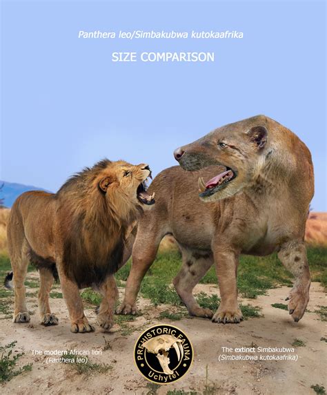 Simbakubwa and Lion Size Comparison