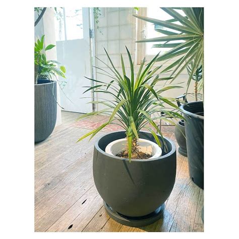 Yucca desmetiana | Seeding