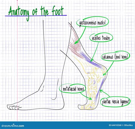 Foot Drawing 的图像结果