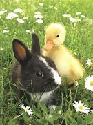 Image result for Creatures with Bunny Tail