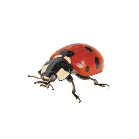 Page 3 | Ladybug elytra anatomy PSD, High Quality Free PSD Templates ...