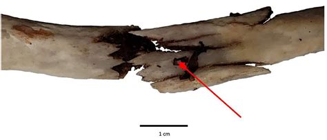 Macroscopic Chop Mark Identification on Archaeological Bone: An ...