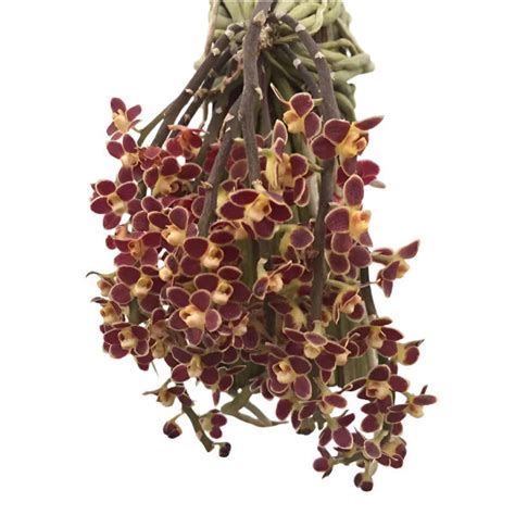 Oncidium Exotic Orchid Chiloschista Lunifera x Parishii 'Suanpung'