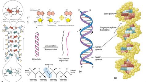 Image result for Point mutation Causes