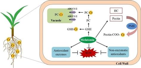 Melatonin Alleviates Chromium Toxicity in Maize by Modulation of Cell ...