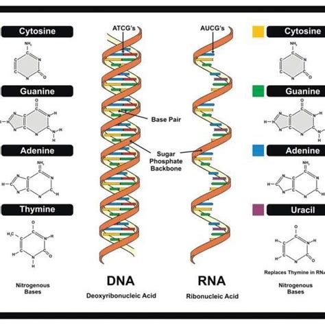 Image result for DNA Basics Explained