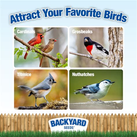 Safflower Bird Seed, Bulk Bird Food - CountryMax