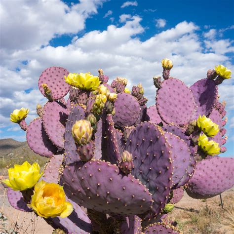 Prickly Pear Cactus Pictures