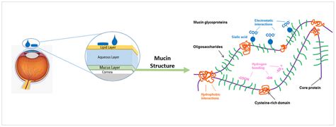Posterior Segment Ophthalmic Drug Delivery: Role of Muco-Adhesion with ...