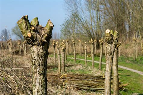 Image result for Pollarding