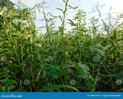 Image result for Sesame Seed Tree