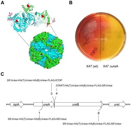 Image result for Urease Pronounce