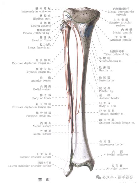 胫骨粗隆 的图像结果