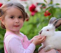 Image result for Cute Holland Lop Bunnies