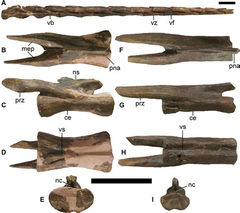 First North American occurrences of Qiupalong (Theropoda: Ornithomimidae) and the ...